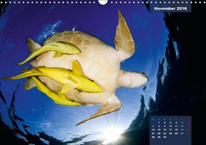 Wunderbare Wasserwelt der Meeresschildkröten
