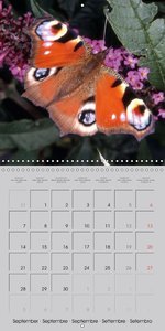 Flying Jewels (Wall Calendar 2015 300 × 300 mm Square)
