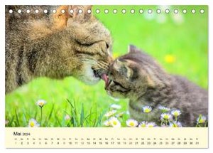 Putzige Katzenkinder. Drollige Kätzchen entdecken die Welt! (Tischkalender 2024 DIN A5 quer), CALVENDO Monatskalender