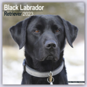 Black Labrador Retriever - Schwarzer Labrador 2023 - 16-Monatskalender
