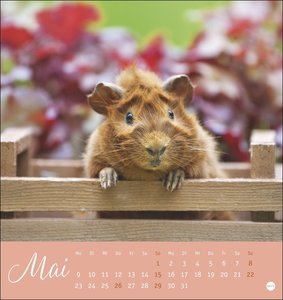 Kuschelige Meerschweinchen Postkartenkalender 2022