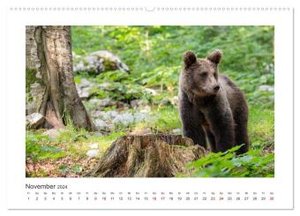 Slowenien - Wilde Bären und zauberhafte Natur (hochwertiger Premium Wandkalender 2024 DIN A2 quer), Kunstdruck in Hochglanz