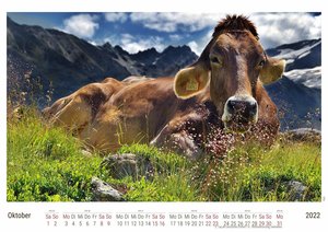 Kühe 2022 - White Edition - Timokrates Kalender, Wandkalender, Bildkalender - DIN A4 (ca. 30 x 21 cm)