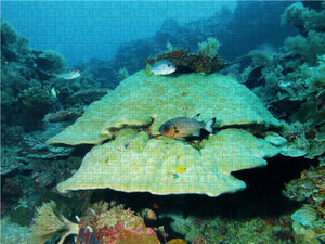 CALVENDO Puzzle Imposante Unterwasserlandschaft im Inselparadies Palau! 1000 Teile Puzzle quer