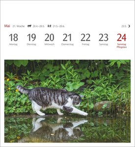Katzen Postkartenkalender 2026