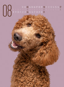Frei Schnauze - Kalender 2025