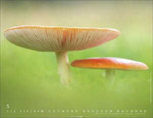 Wunderwelt der Pilze  2026