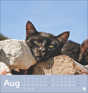 Tierisch entspannte Katzen Postkartenkalender 2022