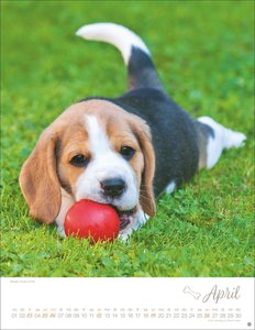 Hundekinder Posterkalender 2026