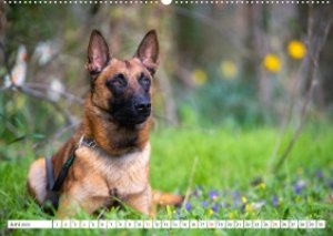 Malinois - belgischer Schäferhund (Wandkalender 2023 DIN A2 quer)