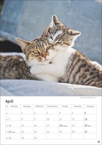 Katzen Kalender 2025