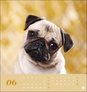 Mops Postkartenkalender 2024. Die kleinen Hunde in einem Postkarten-Fotokalender porträtiert. Kleiner Kalender zum Aufstellen oder Aufhängen für Hundefreunde.