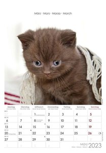 Katzen 2023 - Bildkalender 23,7x34 cm - Kalender mit Platz für Notizen - mit vielen Zusatzinformationen - Cats - Wandkalender - Alpha Edition
