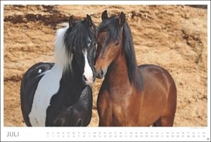Pferde Meine Freunde Kalender 2023. Ein großer Wandkalender mit spektakulären Pferdefotos von Sabine Stuewer. Das Großformat bringt die edlen Tiere bestens zur Geltung.