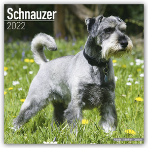 Schnauzer - Schnauzer 2022 - 16-Monatskalender