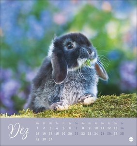 Süße Kaninchen Postkartenkalender 2025