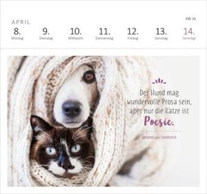 Postkartenkalender Katzenweisheiten 2024