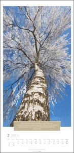 Wunderwelt der Bäume Kalender 2023. Baum-Fotos durch alle Jahreszeiten in einem länglichen Kalender. Jahres-Wandkalender 2023 mit Fotos von der Blüte bis zum kahlen Winter.