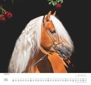 Geliebte Pferde 2025 – DUMONT-Wandkalender – Pferdefotografie von Christiane Slawik Format – 38,0 x 35,5 cm