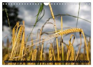 Getreide - Beobachtungen am Feldrand (Wandkalender 2024 DIN A4 quer), CALVENDO Monatskalender