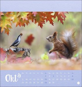Vadim Trunov: Märchenhaftes Waldleben Postkartenkalender 2023. Der russische Tierfotograf fängt den Zauber der Wälder in einem kleinen Kalender ein. Süßer Tierkalender 2023.
