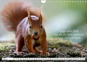 Tipps von Eichhörnchen an Eichhörnchenliebhaber (Wandkalender 2023 DIN A4 quer)