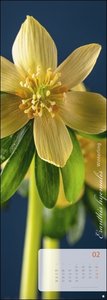Magic Flowers Vertical Kalender 2024. Langer Wandkalender mit farbenprächtigen Blumen-Fotos. Dekorativer XL Kalender vertikal mit beeindruckenden Blüten. 25 x 69 cm.