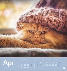 Tierisch entspannte Katzen Postkartenkalender 2022