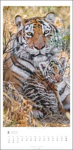Big Cats Kalender 2022