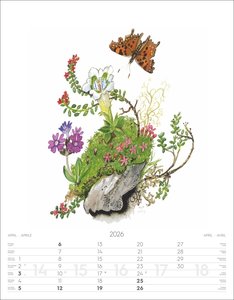 Alpenblumen-Aquarelle Kalender 2026