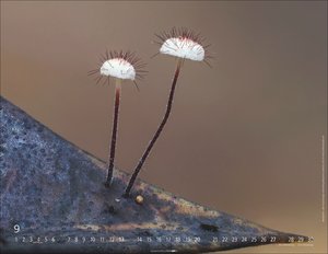 Wunderwelt der Pilze  2026
