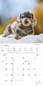 Welpen 2023 - Broschürenkalender 30x30 cm (30x60 geöffnet) - Kalender mit Platz für Notizen - Puppies - Hundekalender - Bildkalender - Wandkalender