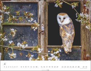 Eulen Kalender 2024. Beeindruckende Aufnahmen der schönen Greifvögel in einem großen Fotokalender. Ein Wand-Kalender 2024 für alle Fans der nachtaktiven Vögel. 44x34 cm Querformat