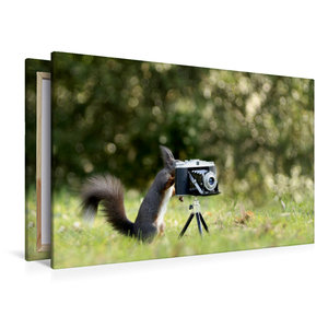 Premium Textil-Leinwand 120 cm x 80 cm quer Eichhörnchen entdeckt die Liebe zur Fotografie.