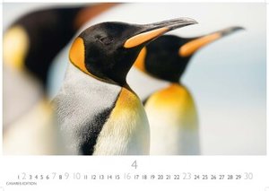 Pinguine 2023 L 35x50cm