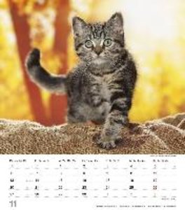 Niedliche Katzenkinder 2023 - Wand-Kalender - Tier-Kalender - 30x34