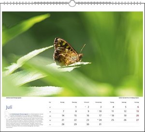 Lebensraum Bodensee - Schmetterlinge 2025