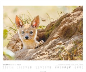 African Wildlife Kalender 2026