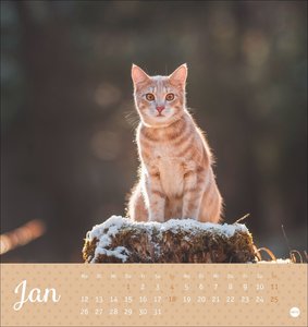 Katzen Postkartenkalender Kleine Tiger 2026