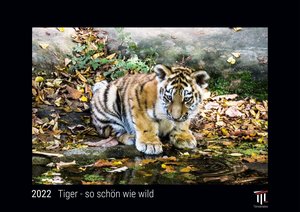 Tiger - so schön wie wild 2022 - Black Edition - Timokrates Kalender, Wandkalender, Bildkalender - DIN A3 (42 x 30 cm)