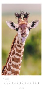 Giraffen Kalender 2026