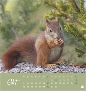 Eichhörnchen Postkartenkalender 2023. Dekorativer Monats-Tischkalender zum Aufstellen. Fotokalender voll niedlicher Eichhörnchenbilder, als Postkarten zum Sammeln und Verschicken.