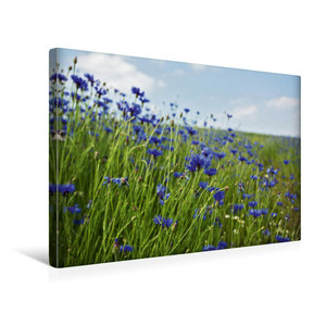 Premium Textil-Leinwand 45 cm x 30 cm quer Kornblumen -  Faszination in Blau