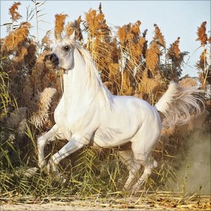 Horses 2025