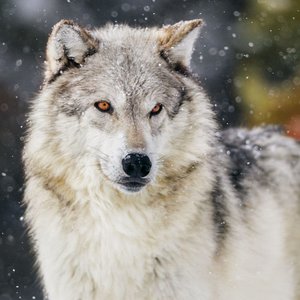Wolves 2022