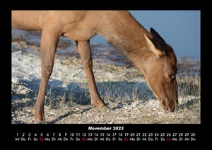Der Tierkalender 2023 Fotokalender DIN A3