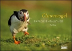 Clownvogel Papageientaucher 2023 - Wandkalender - Format 42 x 29,7 cm - Mit Spiralbindung