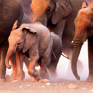 Elephant Families 2023