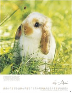 Kaninchenkinder Posterkalender 2024 von Monika Wegler. Ein bezaubernder Tierkalender mit süßen Fotos. Dekorativer Kalender für Tierfreunde. Hochformat 34 x 44 cm.