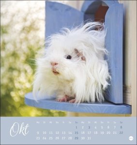 Kuschelige Meerschweinchen Postkartenkalender 2023 von Monika Wegler. Kleiner Kalender mit Porträts der putzigen Nager. Jeden Monat eine neue Postkarte aus dem Fotokalender.